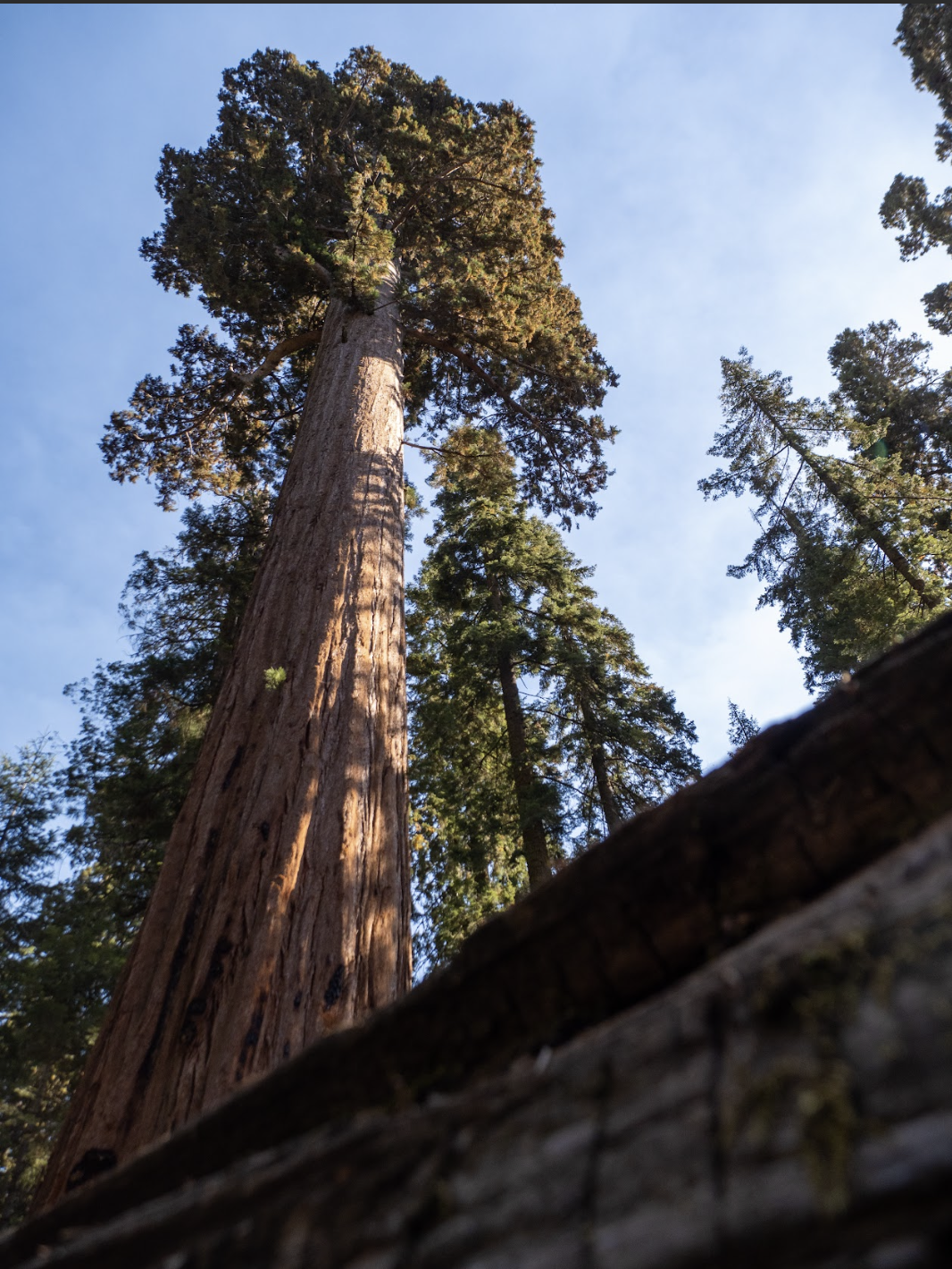 McKinley Grove, California